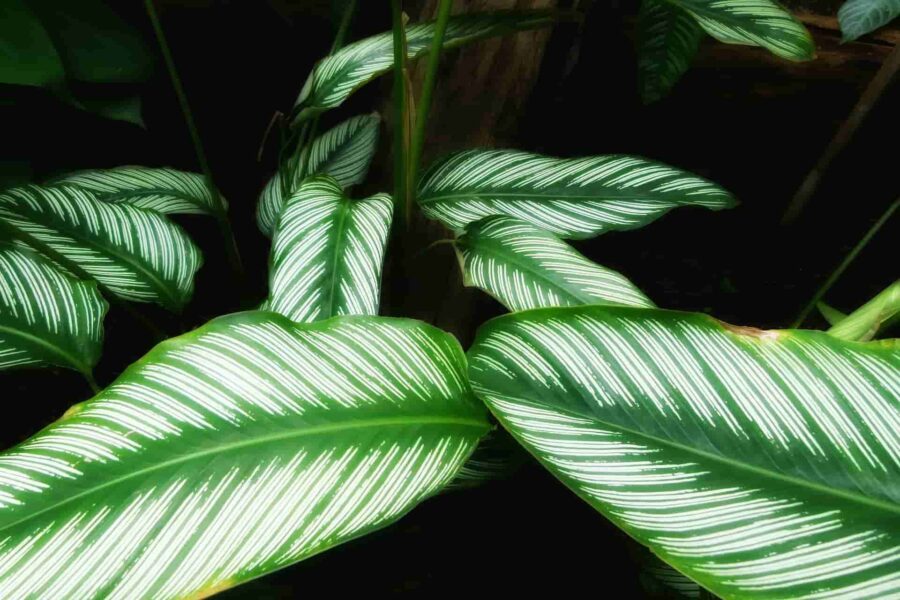 plantes d'intérieur déco maison