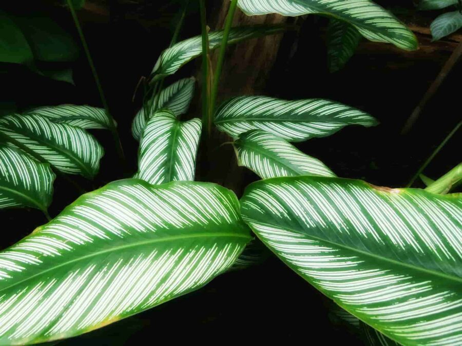 plantes d'intérieur déco maison